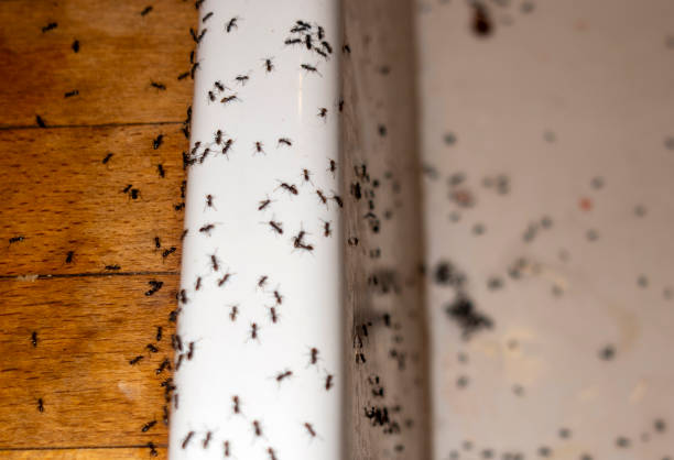 Best Mosquito Control Services  in Royse City, TX