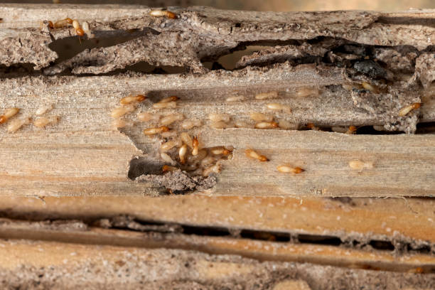 Best Affordable Pest Control Services  in Royse City, TX