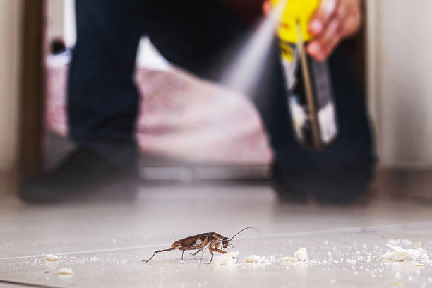 Best Flea Control Services  in Royse City, TX