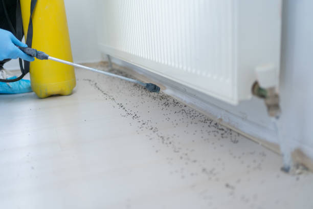 Best Insect Control  in Royse City, TX